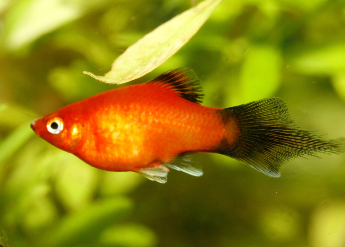 Platy Speartail