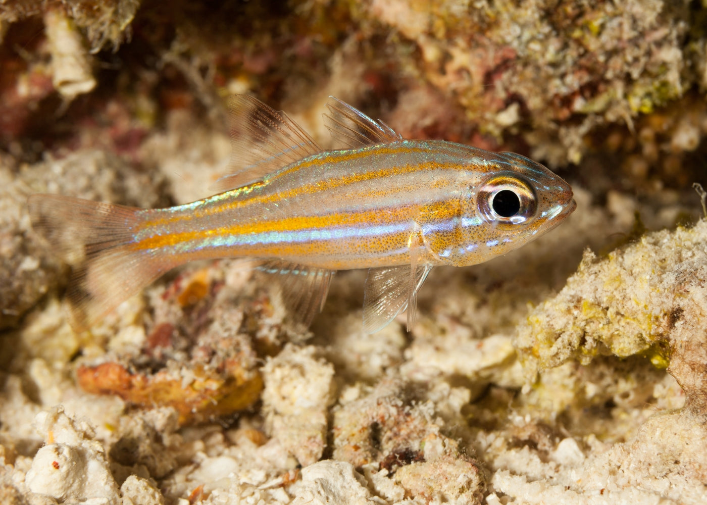 Cardinal Fish - Gold Striped