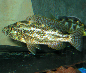 Nimbochromis Polystigma