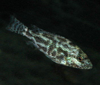 Nimbochromis Polystigma 2