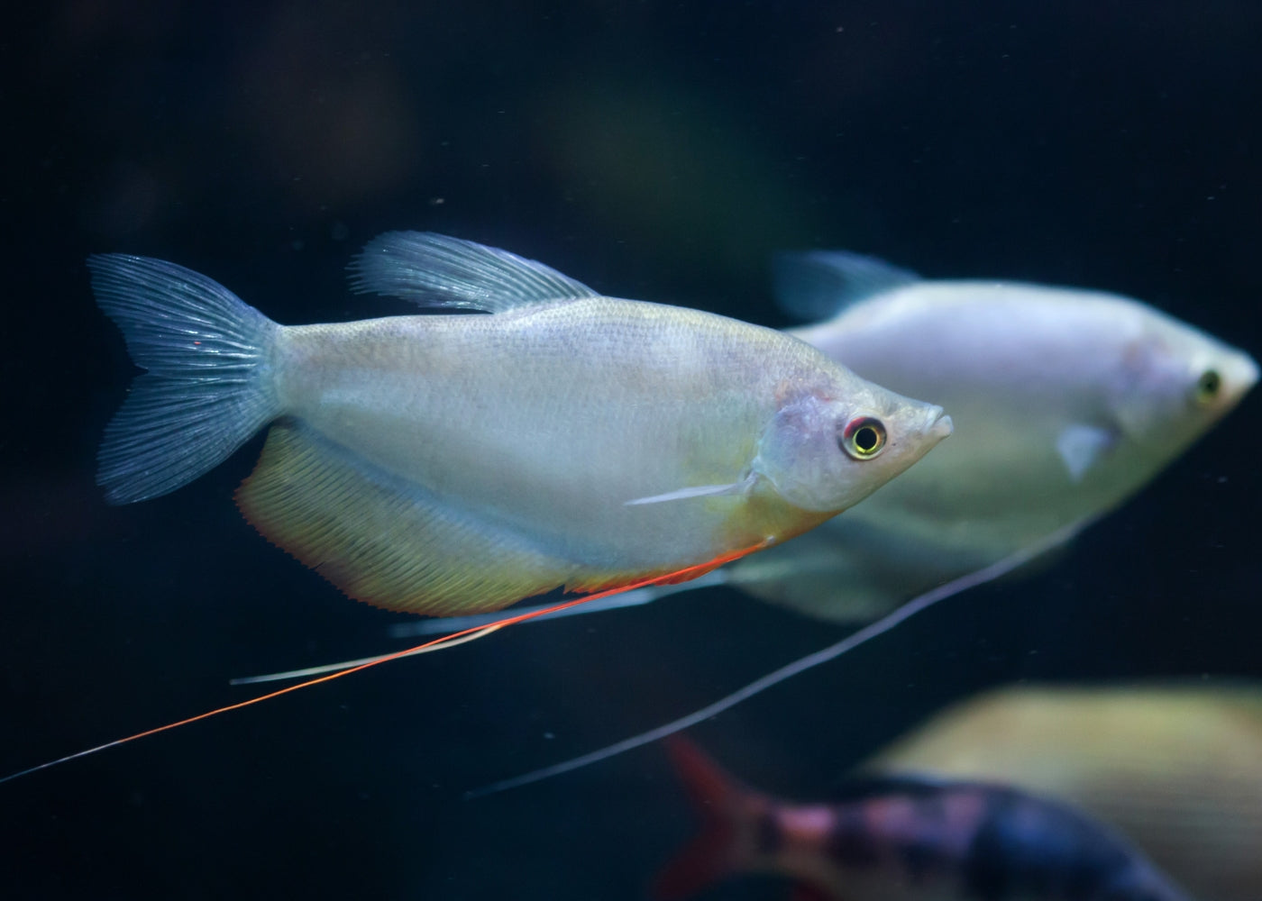 Gourami Moonlight 2