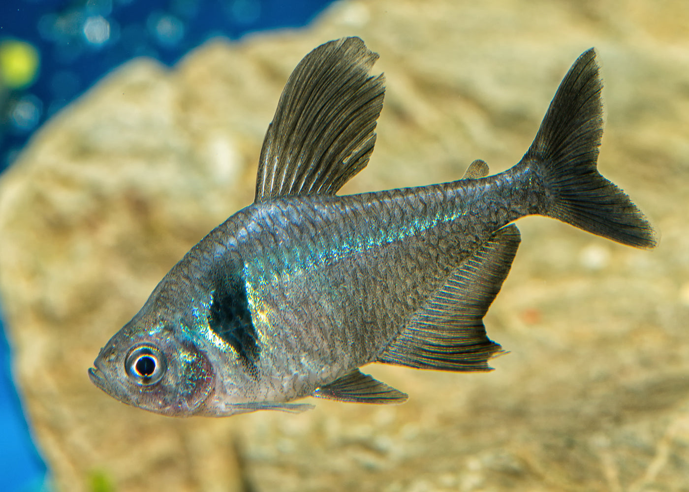 Phantom Tetra - Black