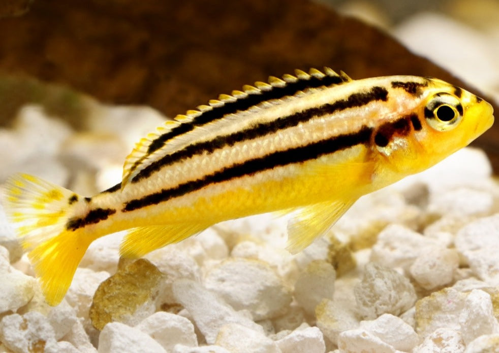 Melanochromis Auratus
