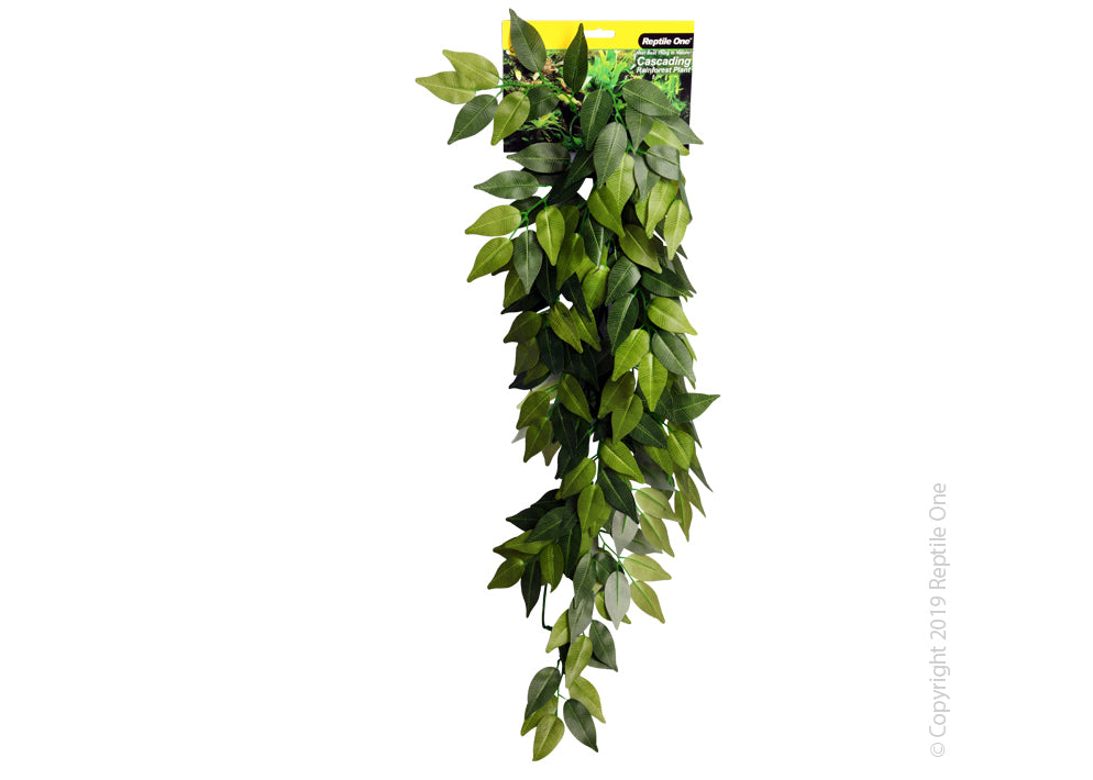 Reptile One Varigated Ivy Cascading Plant Green 2