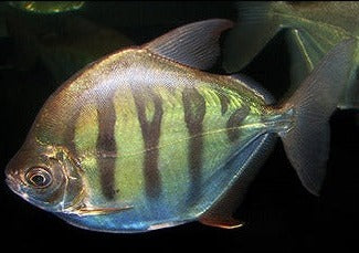 Striped Silver Dollar