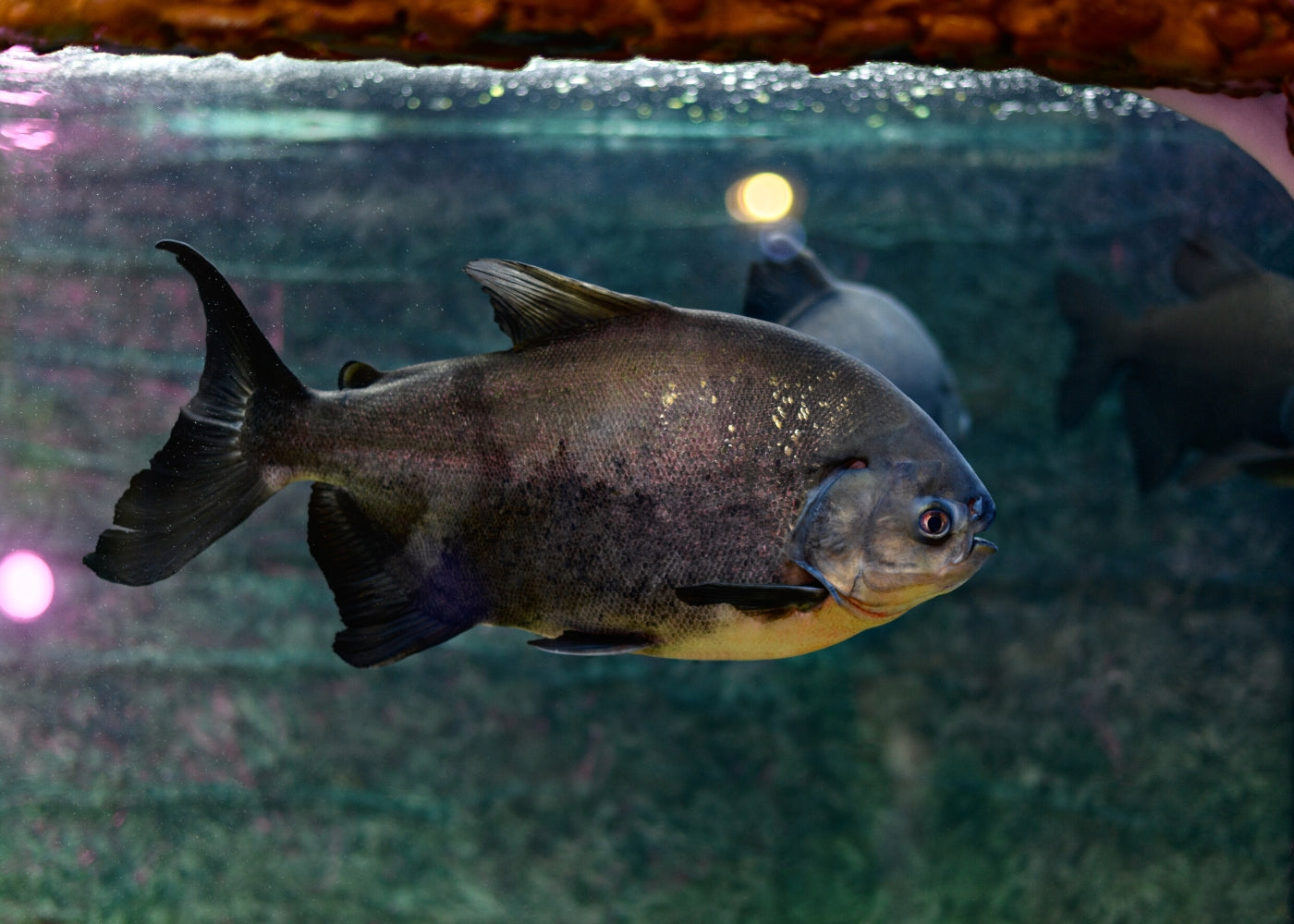 Red Bellied Pacu
