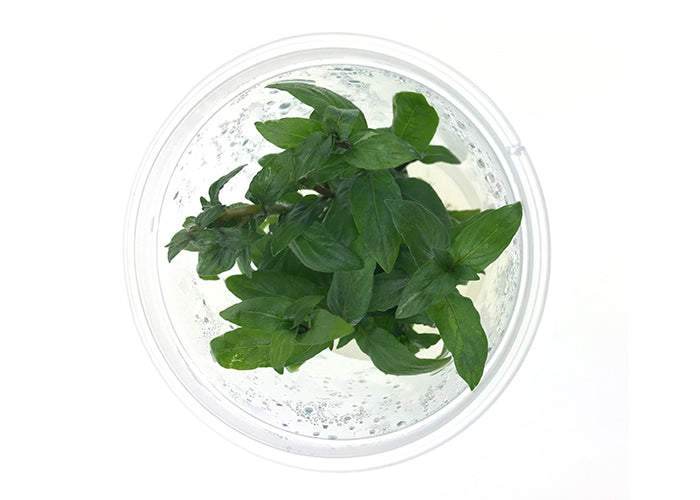 Staurogyne Tissue Culture