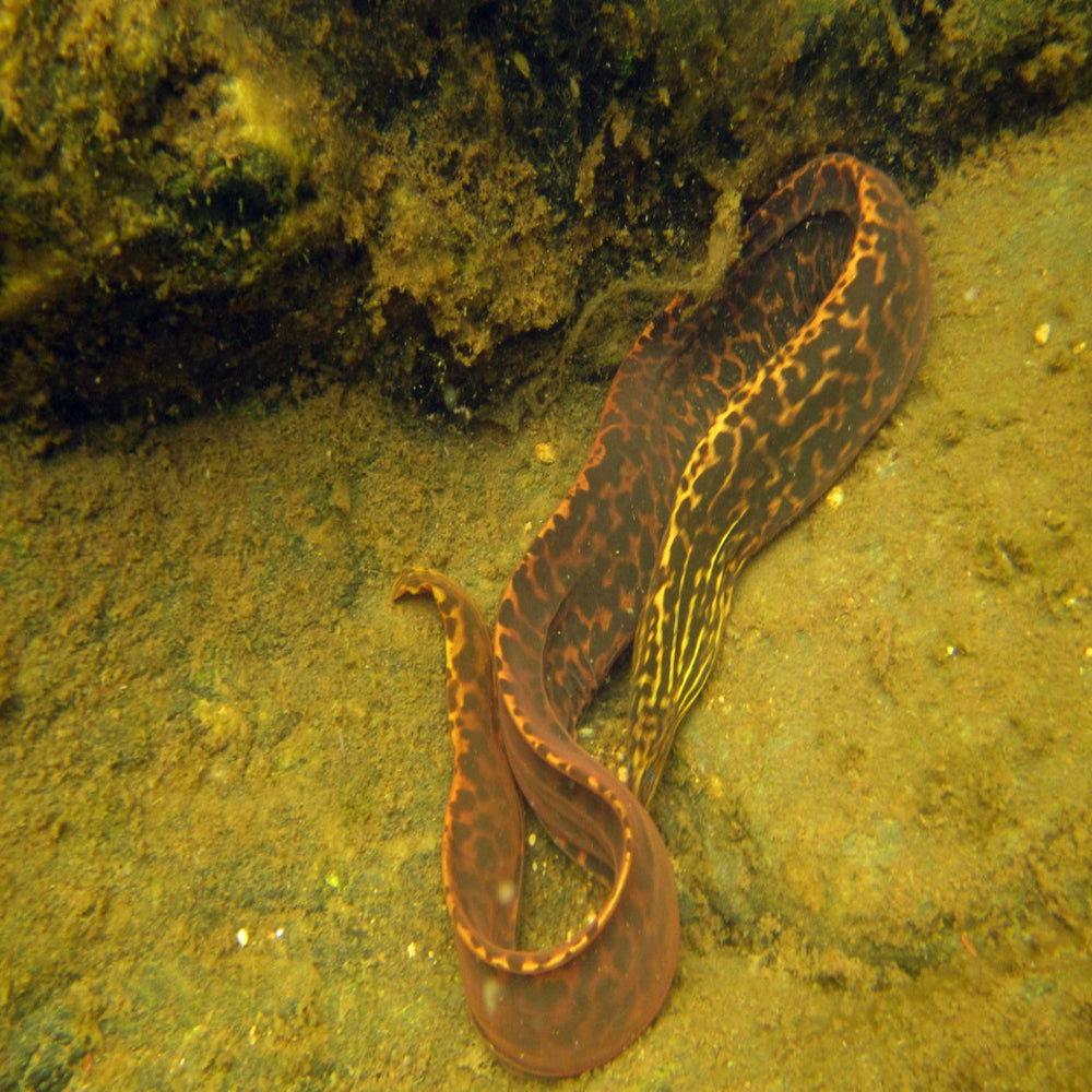 Moray Eel - Freshwater - Gymnothorax polyuranodon