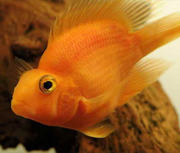 Parrot Cichlid - Blood - B grade