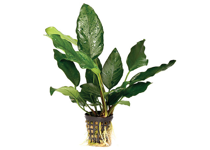 Anubias (Assorted) in Mesh Pot