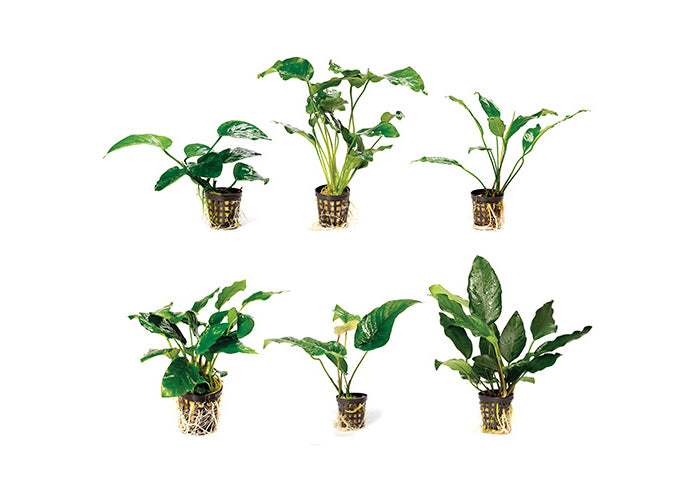 Anubias (Assorted) in Mesh Pot 2