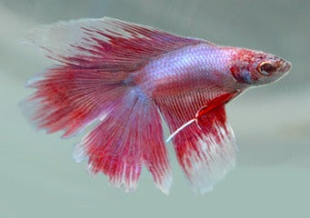 Fighter Male Doubletail Half Moon