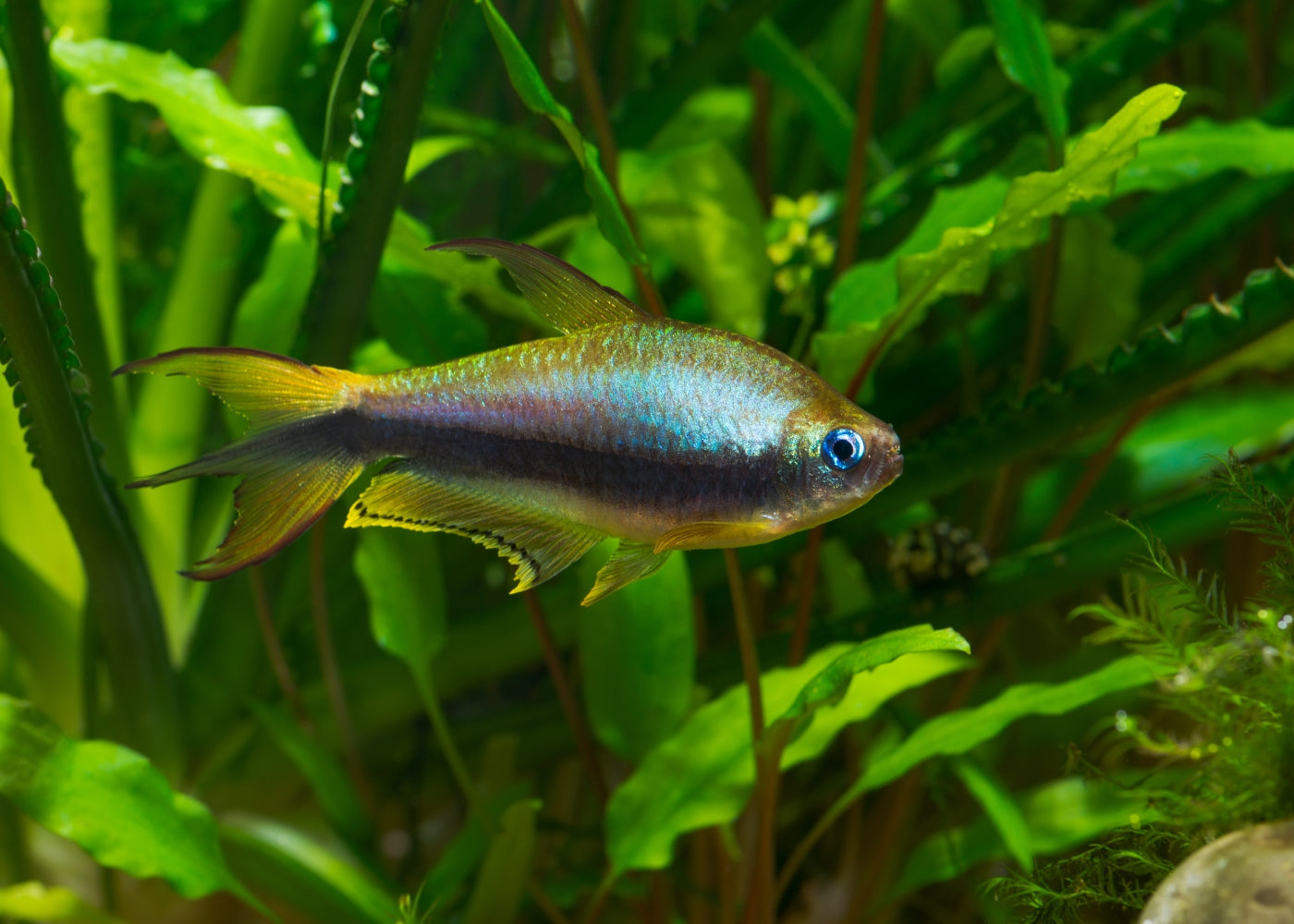 Emperor Tetra (Special 6 for $25) 3