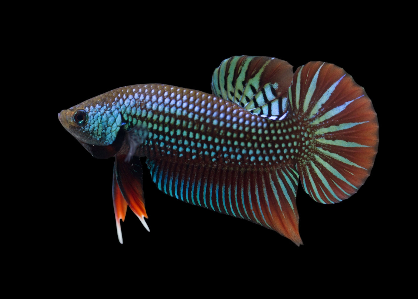 Betta Mahachai