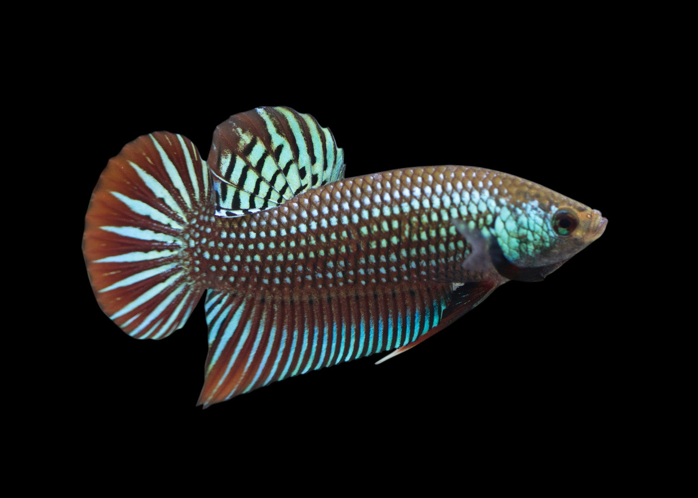 Betta Mahachai 2