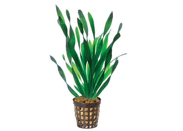 Corkscrew Vallisneria in Mesh Pot