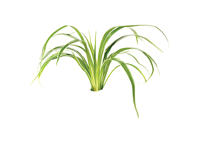 Chlorophytum