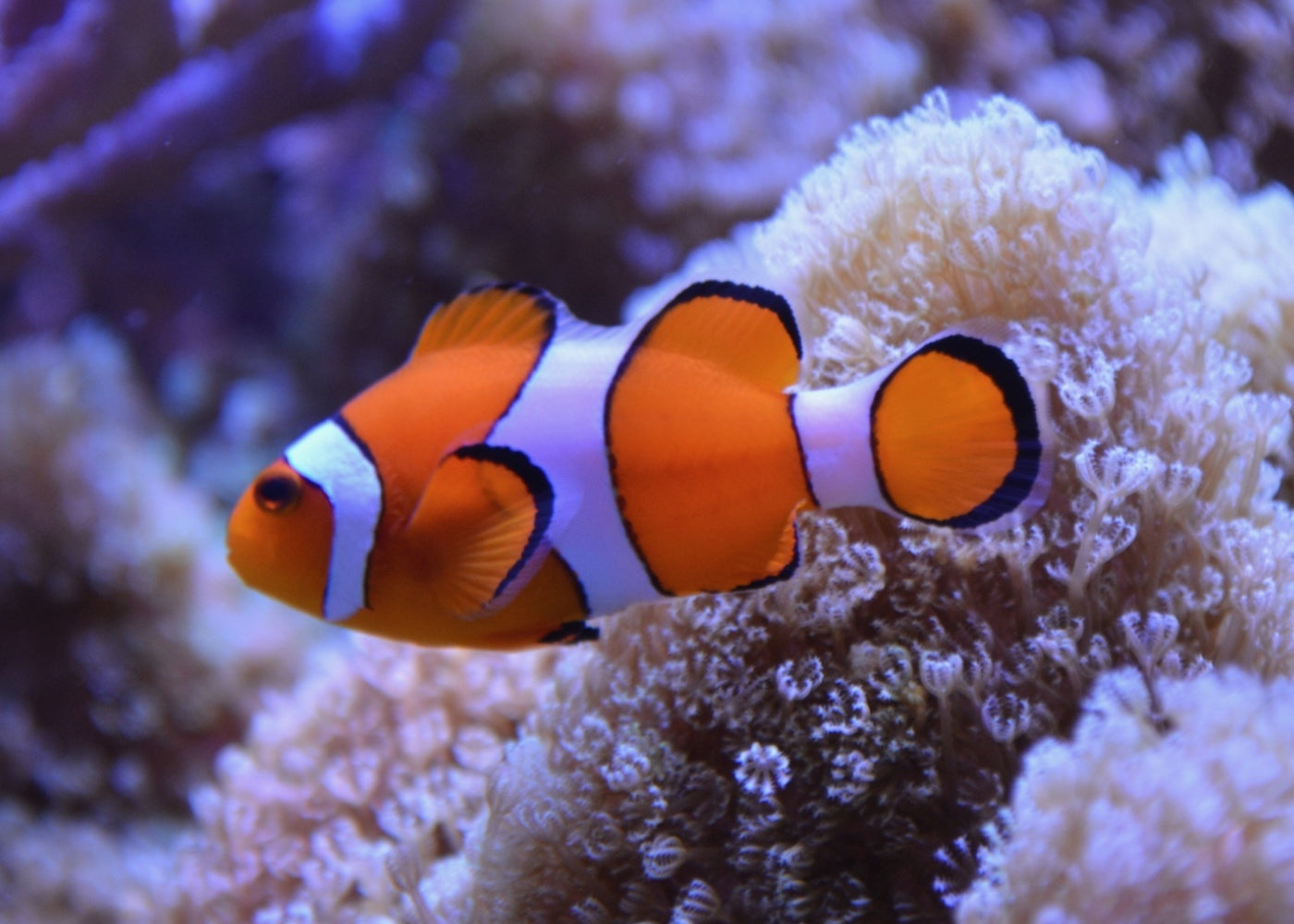Clownfish - Ocellaris Orange Standard