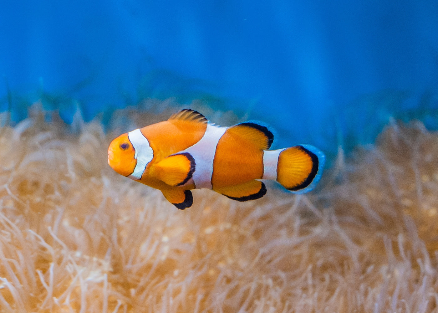 Clownfish - Ocellaris Orange Standard 2