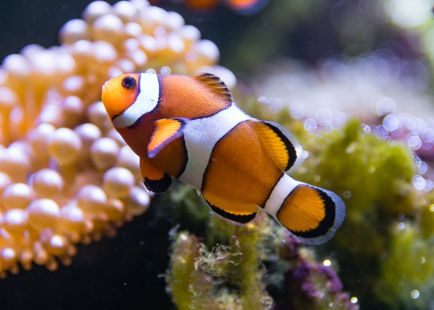 Clownfish - Ocellaris Orange Standard 3