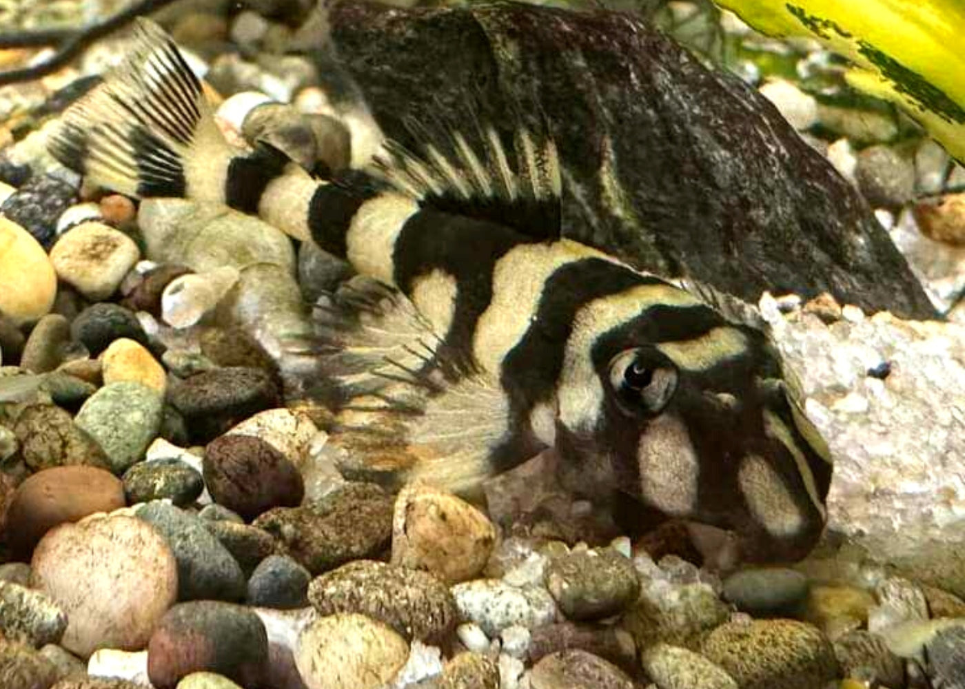 L168 Butterfly Clown Pleco
