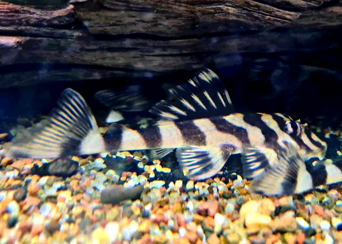 L168 Butterfly Clown Pleco 2