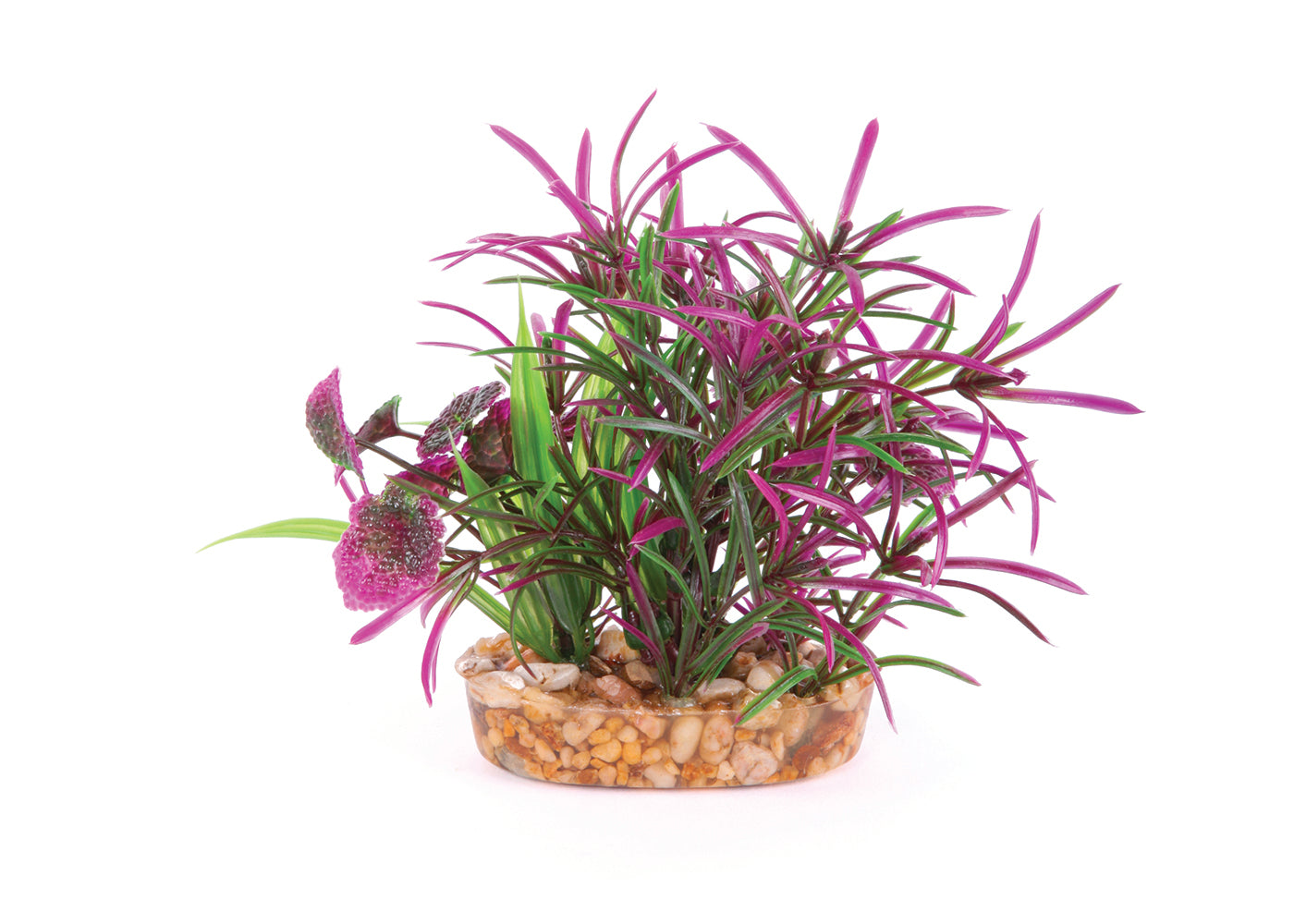 Kazoo Maroon and Green Leaf Combination Bush