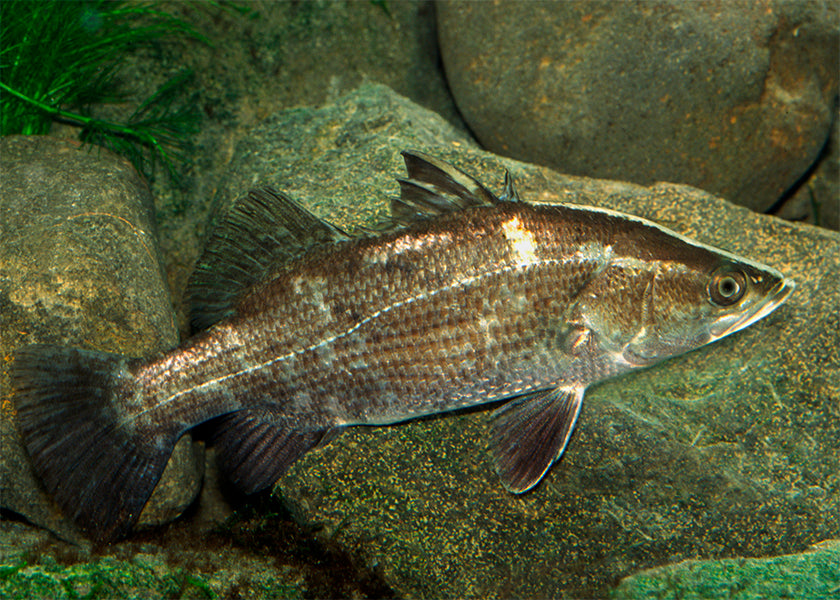 Barramundi