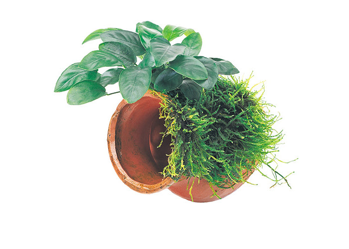 Paco & Fontinalis Terracotta Urn Creation 2