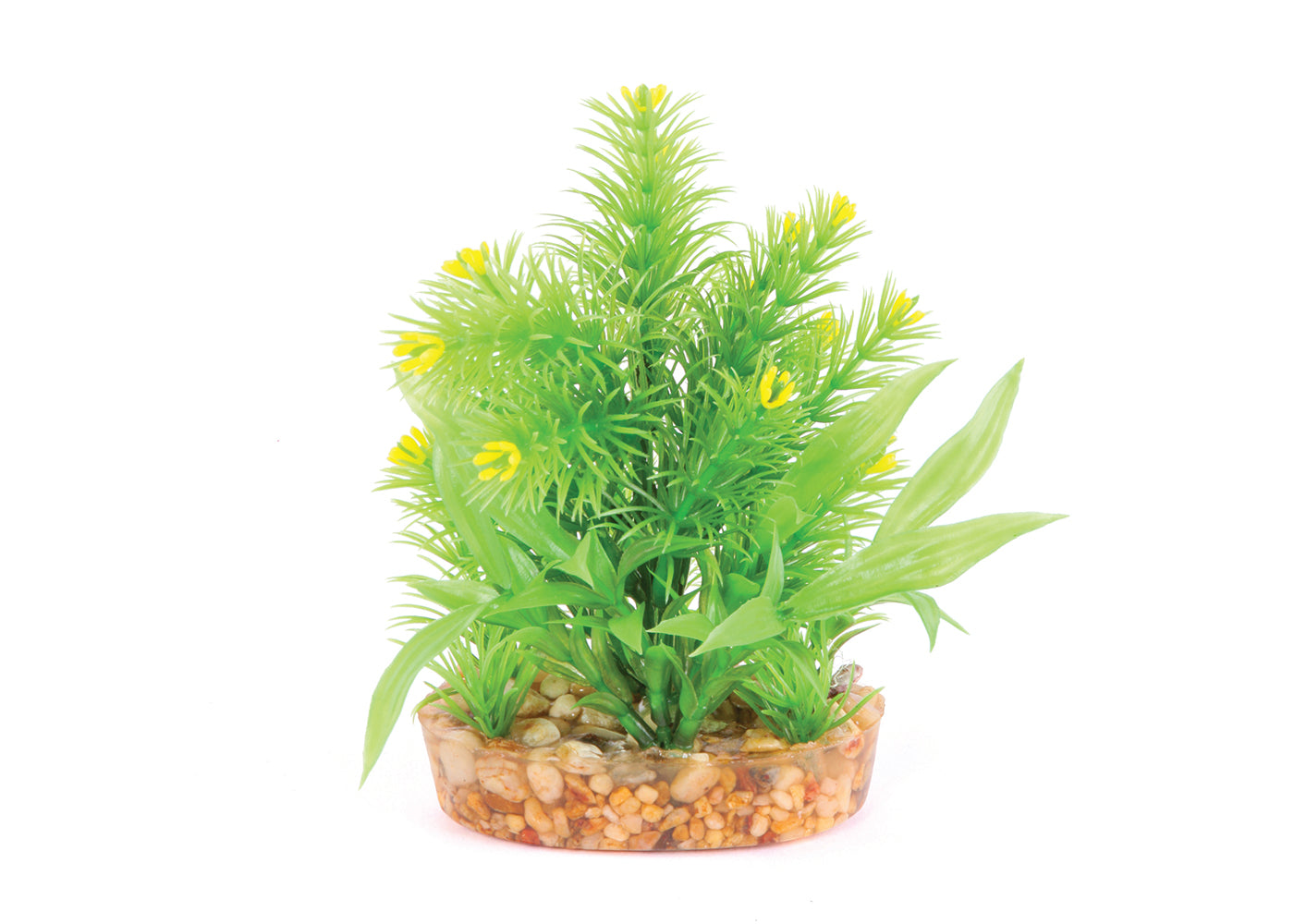 Kazoo Yellow Flower Combination Bush