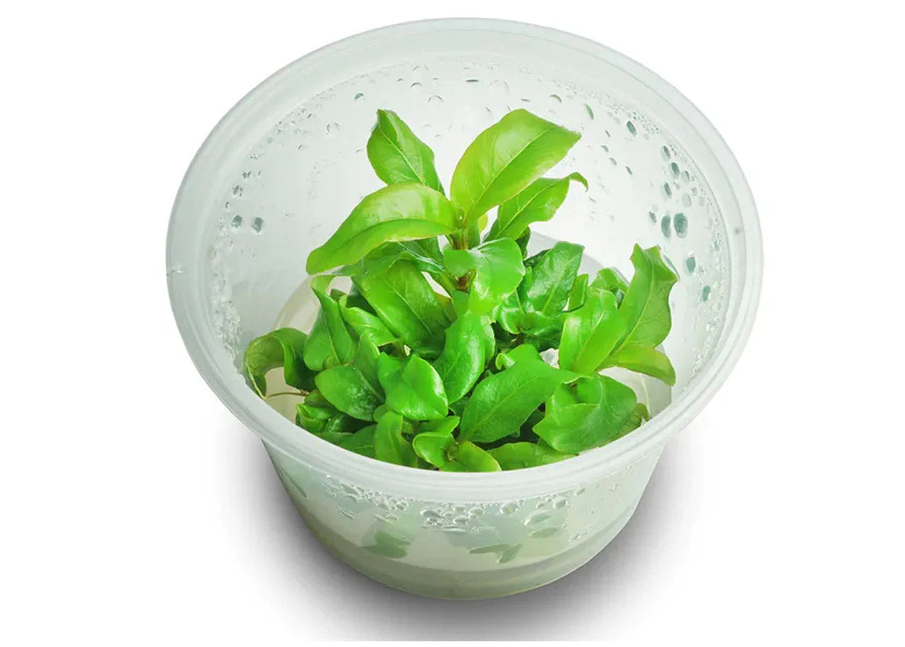 Hygrophila Stricta (Blue Stricta) Tissue Culture