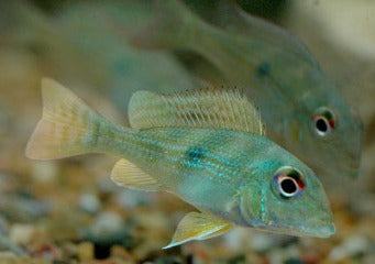 Geophagus Rio Branco