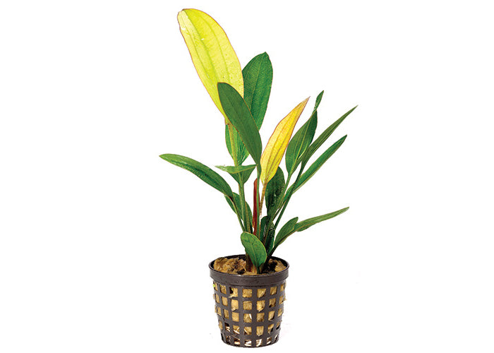 Cryptocoryne Sub. (Assorted) in Mesh Pot