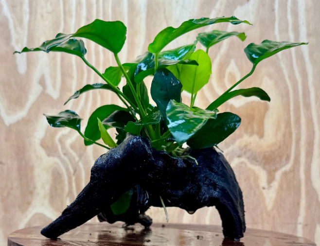 Anubias Barteri Driftwood Creation