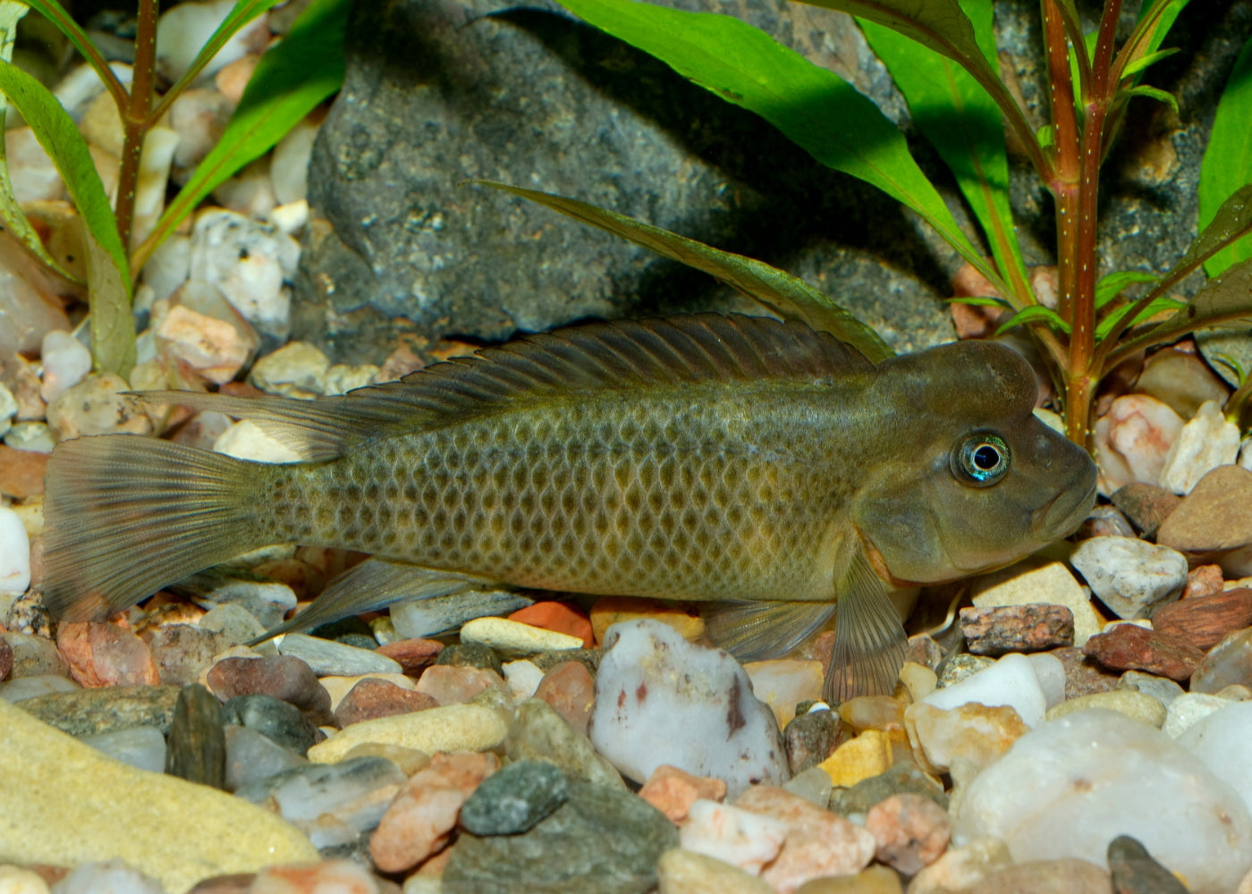 Lionhead Cichlid
