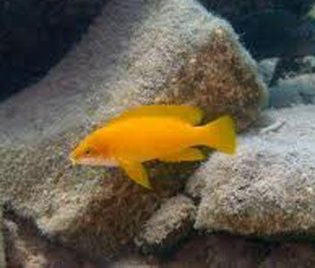 Neolamprologus Mustax