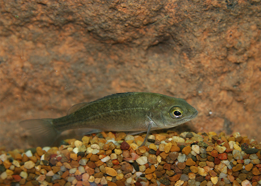Perch Silver