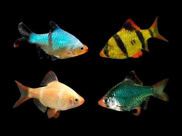 Assorted Tiger Barbs