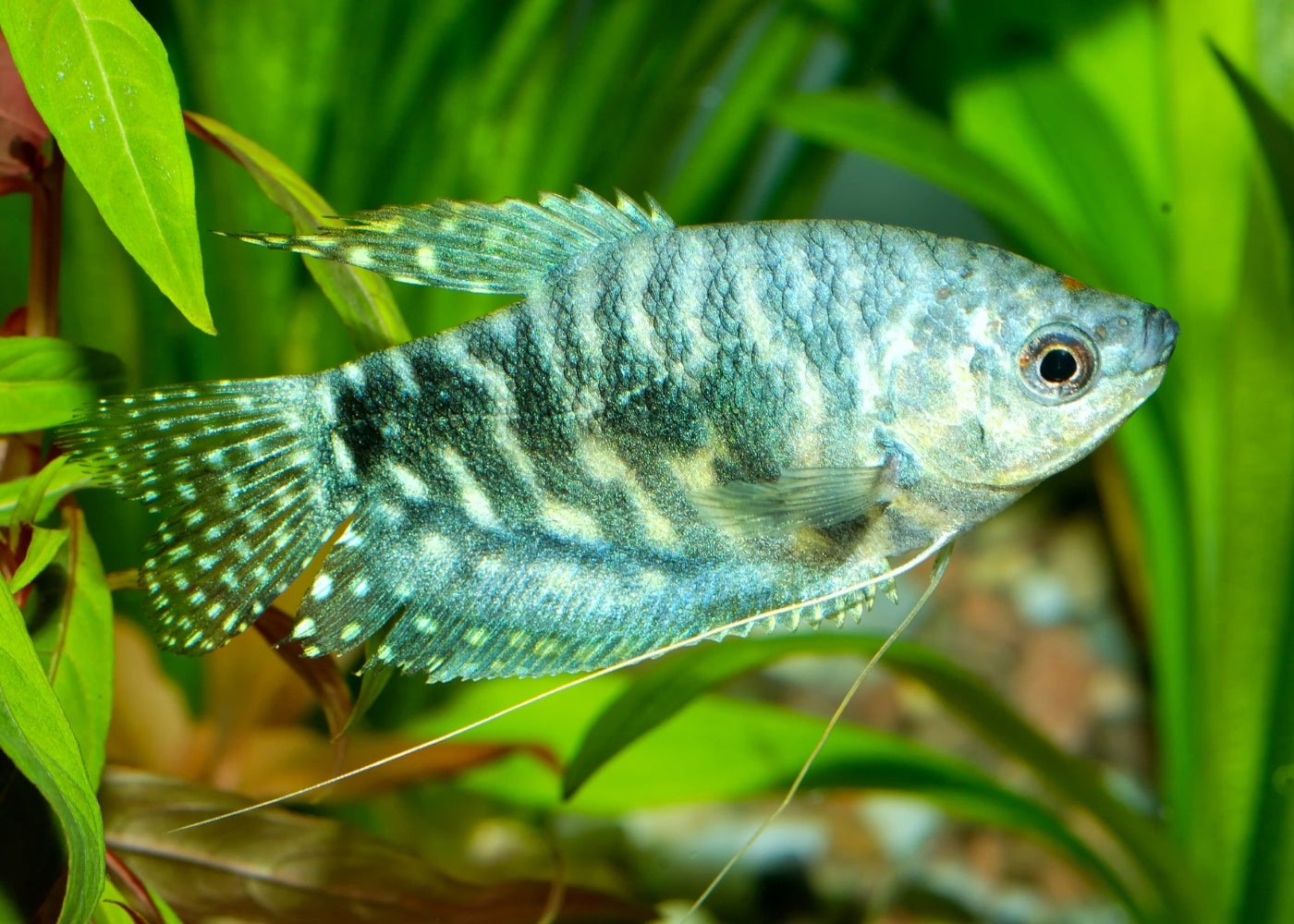 Gourami Opaline