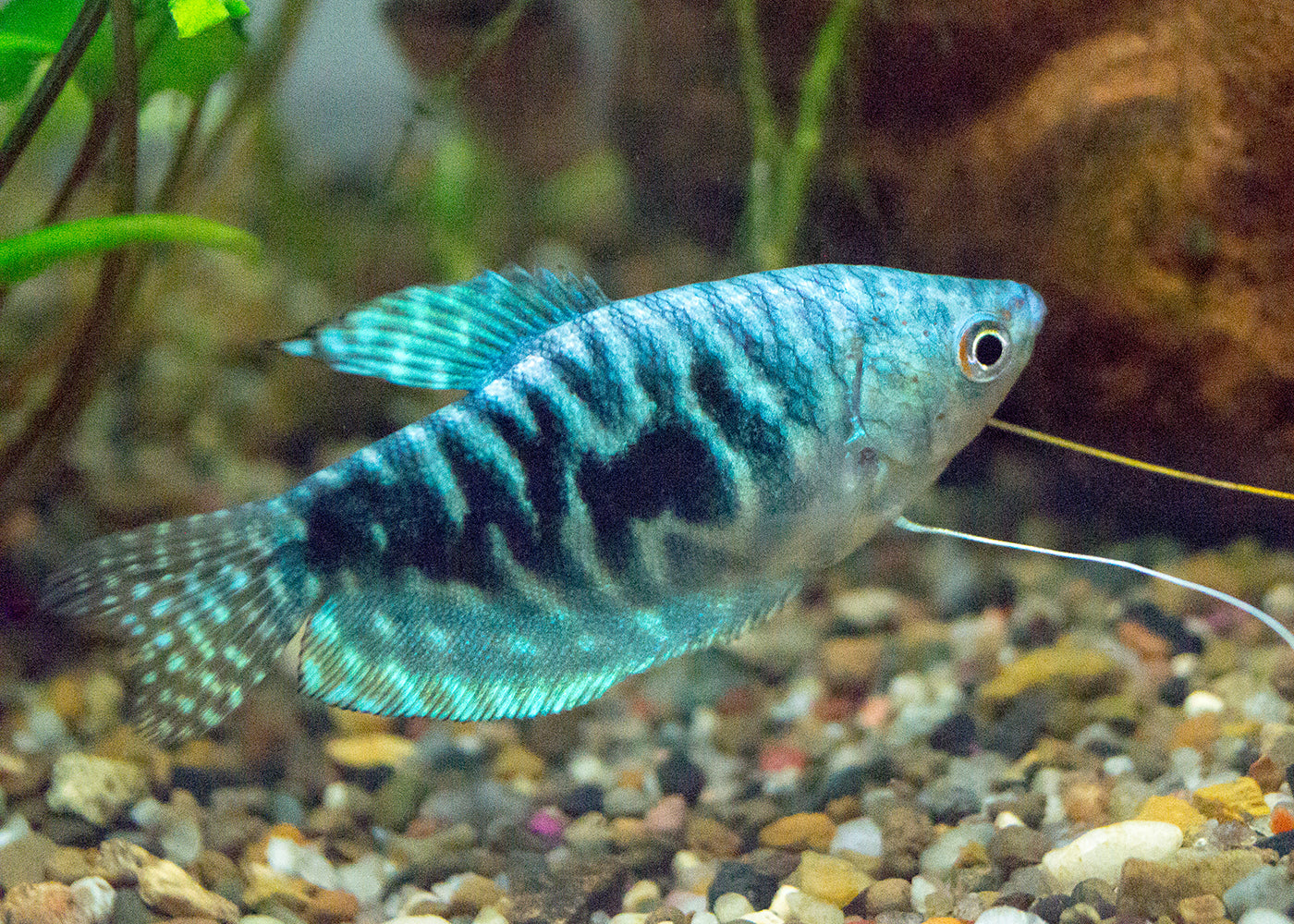 Gourami Opaline 2