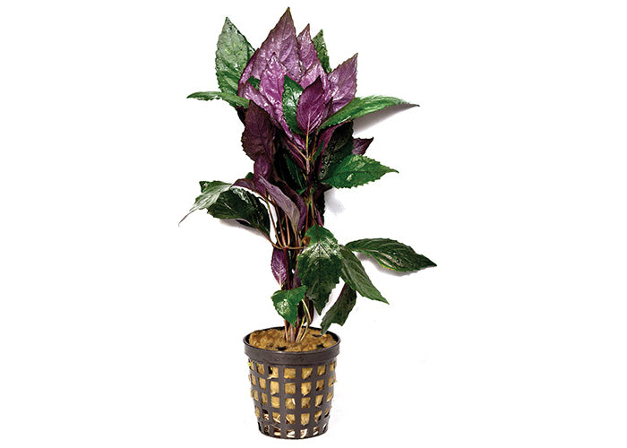 Purple Temple in Mesh Pot