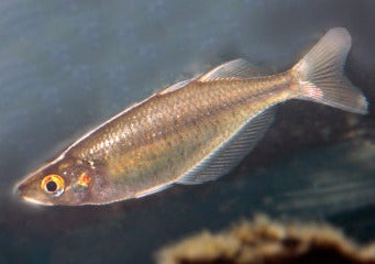 Red Eye Tiger Rainbowfish - G. multisquamatus