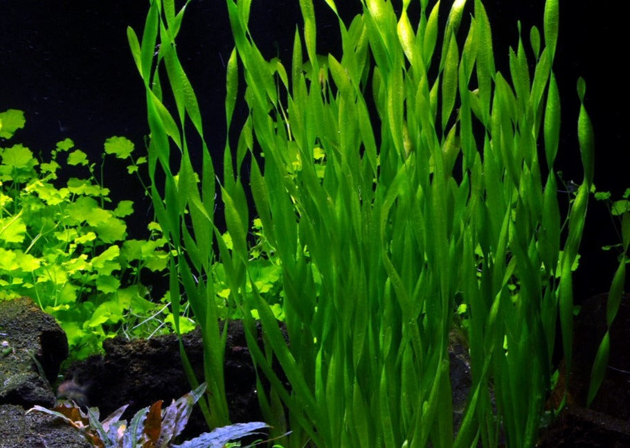 Mini Vallisneria 2