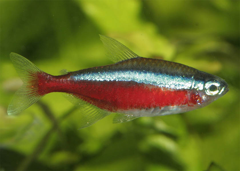 Cardinal Tetra