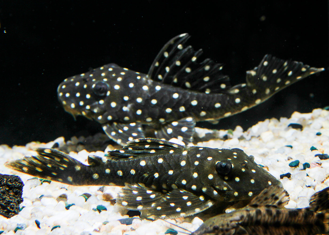 Hypancistrus Sp. L201 (Orinoco angel pleco)