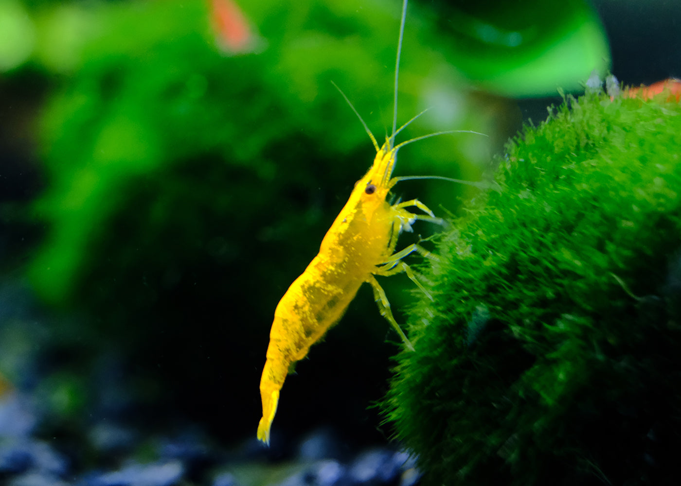 Cherry Shrimp - Yellow