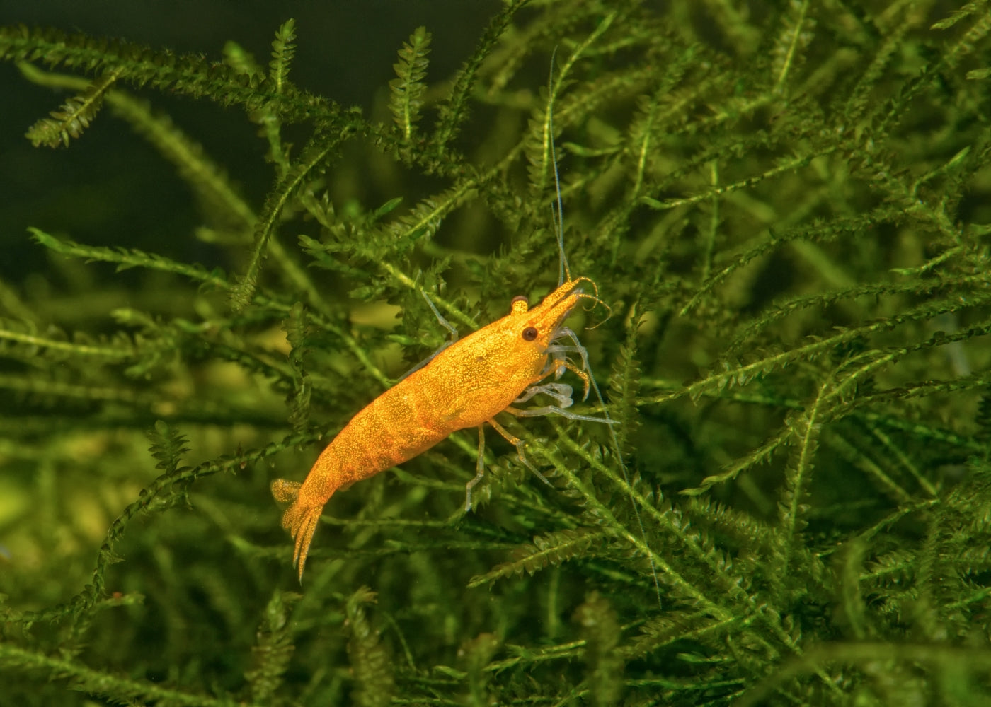 Cherry Shrimp - Yellow 2