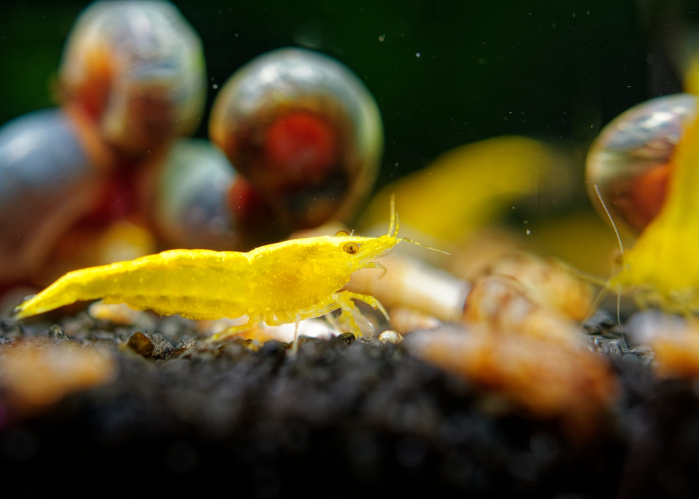 Cherry Shrimp - Yellow 3