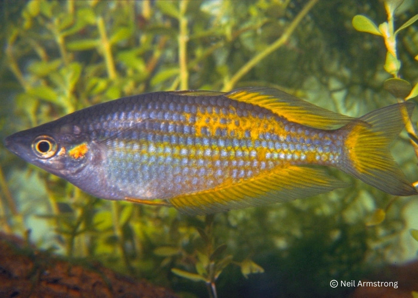 Parkinsons Rainbowfish - Yellow Form - M. parkinsoni 2