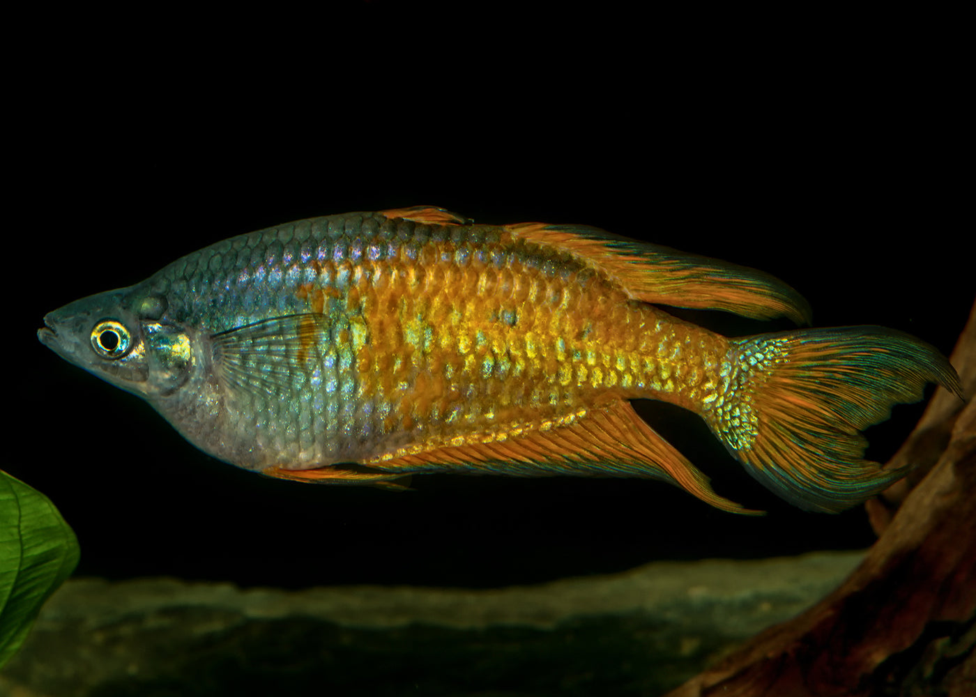 Parkinsons Rainbowfish - Yellow Form - M. parkinsoni 3